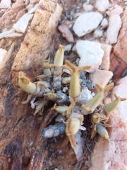 Mitrophyllum clivorum