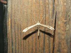 Stenoptilia pterodactyla
