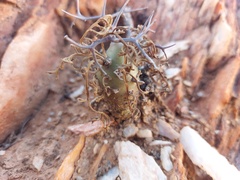 Pelargonium crithmifolium