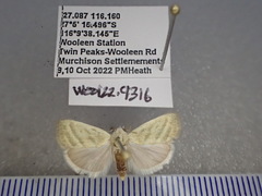 Earias paralella