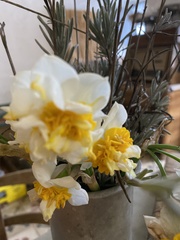 Narcisseae