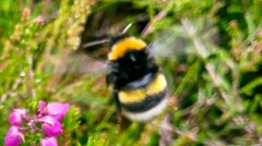 Bombus soroeensis