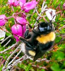 Bombus soroeensis