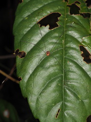 Pseudogagrella splendens