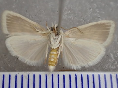 Earias paralella