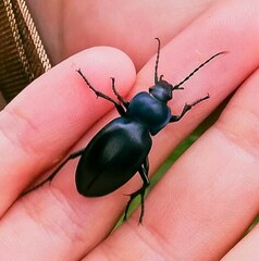 Carabus glabratus