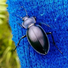 Carabus glabratus
