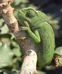Chamaeleo chamaeleon