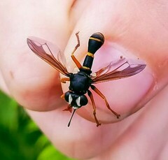 Physocephala rufipes