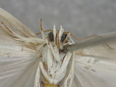 Earias paralella