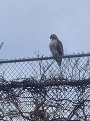 Buteo jamaicensis