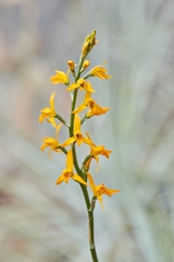 Chloraea chrysantha