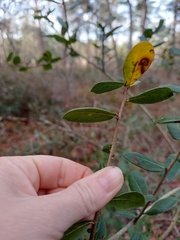 Quercus myrtifolia