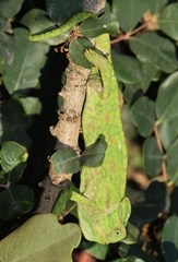 Chamaeleo chamaeleon