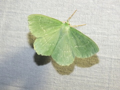 Geometra papilionaria