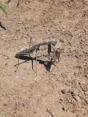 Coptopteryx gayi