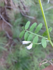Vicia disperma