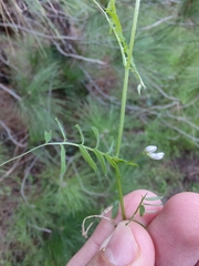 Vicia disperma