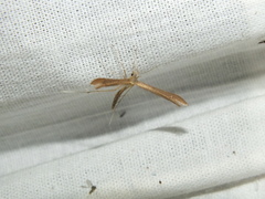 Stenoptilia pterodactyla