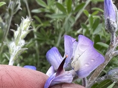 Lupinus chamissonis