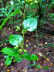 Smilacaceae