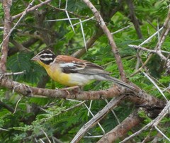 Emberiza flaviventris
