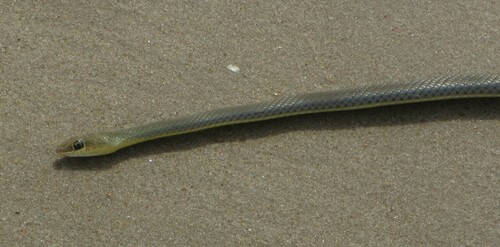 West African Whip Snake