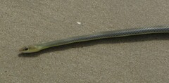 Psammophis sibilans