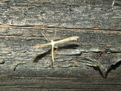 Stenoptilia pterodactyla