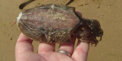 Sepia bertheloti