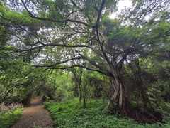 Ficus thonningii