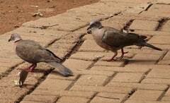 Streptopelia decipiens