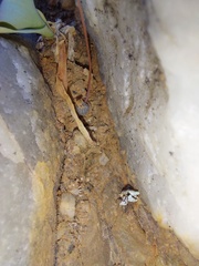 Bulbine mesembryanthemoides