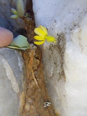 Bulbine mesembryanthemoides