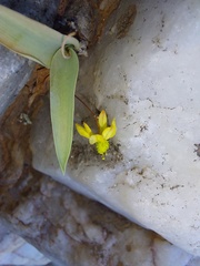 Bulbine mesembryanthemoides