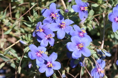 Image of Lysimachia monelli