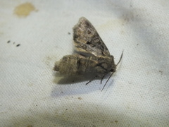 Brachylomia viminalis