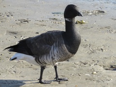 Branta bernicla