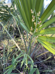 Crotalaria lanceolata