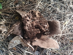 Mycenastrum corium