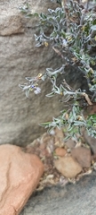Polygala asbestina