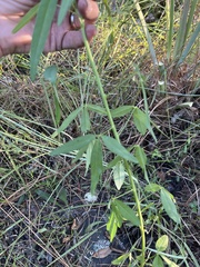 Crotalaria lanceolata