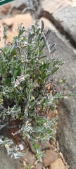 Polygala asbestina