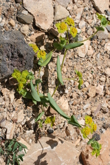 Bupleurum