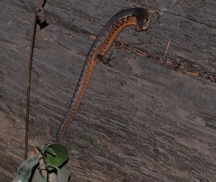 Elgaria coerulea coerulea