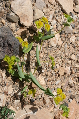 Bupleurum