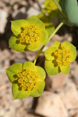 Bupleurum