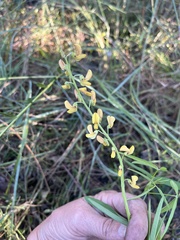 Crotalaria lanceolata