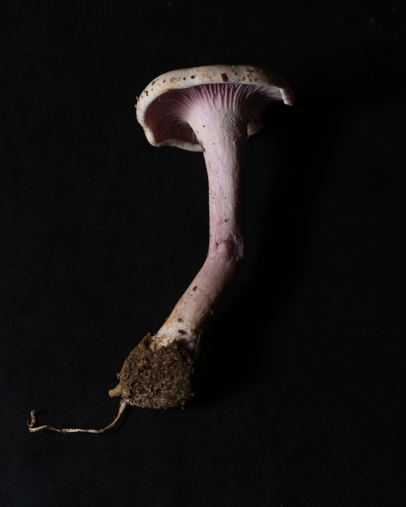 Trogia cantharelloides · January 2023 · photo: © deniszabin (iNaturalist, cc-by)