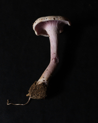 Trogia cantharelloides